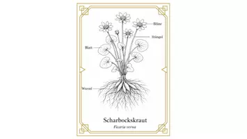 Vorschau - Arbeitsblätter - Blütenpflanzen wissenschaftlich zeichnen - Seite 3