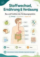 Vorschau - Arbeitsblätter - Stoffwechsel, Ernährung & Verdauung – Bau und Funktion des Verdauungssystems - Seite 1