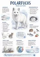 Vorschau - Arbeitsblätter - Lernposter + Arbeitsblatt "Polarfuchs" + Onlineübung & MP3 + Infografik - Deckblatt