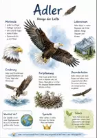 Vorschau - Arbeitsblätter - Lernposter + Arbeitsblätter zum Thema "Adler" + Lösung & MP3 + Mindmap + Infografik - Deckblatt