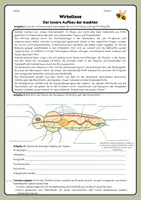 Vorschau - Arbeitsblätter - Der innere Aufbau der Insekten - Seite 1