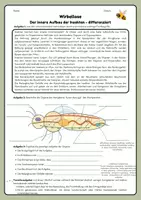 Vorschau - Arbeitsblätter - Der innere Aufbau der Insekten - Seite 2
