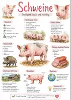 Vorschau - Arbeitsblätter - Lernposter + AB mit Fragen zum Thema "Schweine" + Lösungsblatt + Infografik - Deckblatt