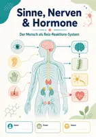 Vorschau - Arbeitsblätter - Sinne, Nerven & Hormone – Der Mensch als Reiz-Reaktions-System - Seite 1