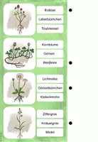 Vorschau - Arbeitsblätter - Wiesenpflanzen - Das Paket (BUNDLE) - Seite 2