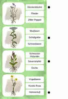 Vorschau - Arbeitsblätter - Wiesenpflanzen - Das Paket (BUNDLE) - Seite 3
