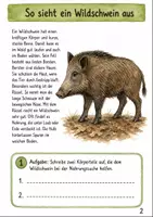 Vorschau - Stundenentwürfe - 8 beliebte Herbsttiere Materialpaket (Klasse 3 -4) - Seite 2