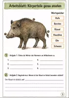 Vorschau - Stundenentwürfe - 8 beliebte Herbsttiere Materialpaket (Klasse 3 -4) - Seite 3