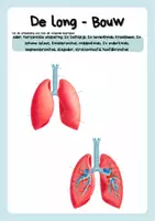 Voorbeeld - De long - Ademhalingsstelsel - Anatomie - Biologie - Pagina 1