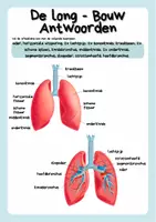 Voorbeeld - De long - Ademhalingsstelsel - Anatomie - Biologie - Pagina 2