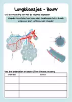 Voorbeeld - De long - Ademhalingsstelsel - Anatomie - Biologie - Pagina 3