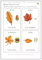 Vorschau - Fördermaterial/Inklusion - GRATIS Herbst - Blätter bestimmen (Bestimmungskarte) - Seite 3