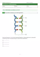 Vorschau - Arbeitsblätter - DNA-Struktur und DNA-Replikation | Meselson-Stahl-Experiment | Biologie Klasse 10-12 | Arbeitsblatt mit Lösungen - Seite 1