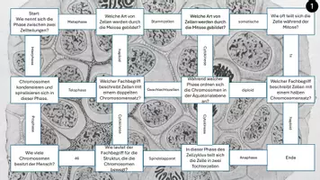 Vorschau - Arbeitsblätter - Mitose, Meiose & Zellzyklus – Lernlabyrinth (inkl. Glossar, Differenzierung & Handreichung) - Seite 3