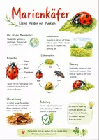 Vorschau - Arbeitsblätter - Lernposter + Arbeitsblatt "Marienkäfer" + Onlineübung & MP3 + Infografik - Deckblatt