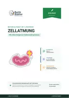 Vorschau - Stundenentwürfe - Biologie: Zellatmung - Klasse 7 - Deckblatt