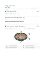 Vorschau - Stundenentwürfe - Biologie: Zellatmung - Klasse 7 - Seite 3