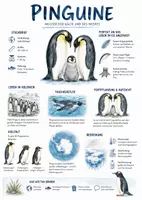 Vorschau - Arbeitsblätter - Lernplakat + Arbeitsblätter zum Thema "Pinguine" + Lösung & MP3 + Mindmap + Infografik - Deckblatt