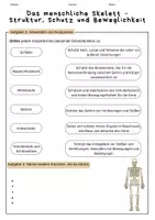 Vorschau - Arbeitsblätter - Aufgaben des menschlichen Skeletts - Seite 2