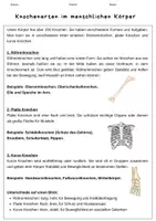 Vorschau - Arbeitsblätter - Knochenarten im menschlichen Körper - Deckblatt
