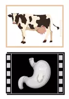 Vista previa - Tarjetas / Manipulativos - Qué comen los animales - página 2