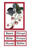 Vorschau - Bildkarten - Die Erdbeere - Teile und Reifung - Seite 2