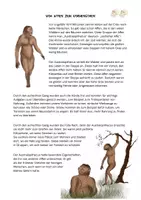 Vorschau - Arbeitsblätter - Steinzeit: Vom Affen zum Vormenschen - der Australopithecus - Seite 2