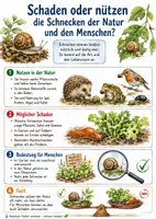 Vorschau - Arbeitsblätter - Lernposter + Arbeitsblätter zum Thema "Schaden oder nützen die Schnecken der Natur und den Menschen?" + Lösung & MP3 + Mindmap + Infografik - Deckblatt