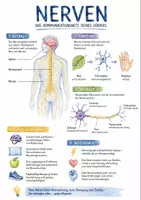 Vorschau - Arbeitsblätter - Lernposter + Arbeitsblätter zum Thema "Nerven" + Lösung & MP3 + Mindmap + Infografik - Deckblatt