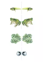 Vorschau - Experimente - Lebenszyklus Frosch – Wissenschaftliches Beobachten - Seite 2