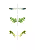 Vorschau - Experimente - Lebenszyklus Frosch – Wissenschaftliches Beobachten - Seite 3