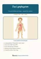 Vorschau - Arbeitsblätter - Das Lymphsystem – Lesespurgeschichte mit Rätselaufgaben (Klasse 9) - Seite 2
