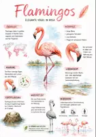 Vorschau - Arbeitsblätter - Lernplakat + Arbeitsblätter zum Thema "Flamingos" + Lösung & MP3 + Mindmap + Infografik - Deckblatt