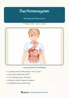 Vorschau - Arbeitsblätter - Das Hormonsystem – Lesespurgeschichte mit Rätselaufgaben (Klasse 9) - Seite 2
