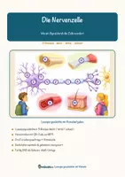 Vorschau - Arbeitsblätter - Die Nervenzelle – Lesespurgeschichte mit Rätselaufgaben (Klasse 9) - Seite 2