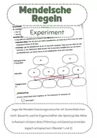 Vorschau - Arbeitsblätter - Mendelsche Regeln handlungsorientiert - Deckblatt