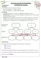 Vorschau - Arbeitsblätter - Mendelsche Regeln handlungsorientiert - Seite 2
