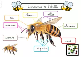 Aperçu - Apprentissages en autonomie - 🔎🐝L’anatomie des insectes : PS-MS-GS.🔎🐝 - Page 3