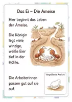 Vorschau - Arbeitsblätter - Alles rund um die Ameise Wissens- und Mitmachheft (Kita - 1. Klasse) - Seite 1