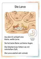 Vorschau - Arbeitsblätter - Alles rund um die Ameise Wissens- und Mitmachheft (Kita - 1. Klasse) - Seite 3