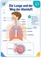 Vorschau - Arbeitsblätter - Atmung, Blut und Herz – Der Mensch im Kreislauf des Lebens - Seite 3