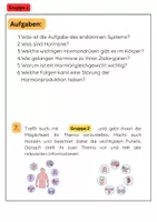 Vorschau - Arbeitsblätter - Hormone Gruppenarbeit: Endokrines, System, Adrenalin & Insulin - Seite 2