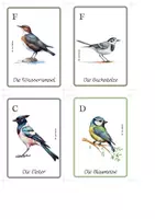Vorschau - Spiele - Vögel Quartett – 28 Heimische Vogelarten Kartenspiel - Seite 2