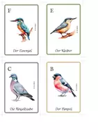 Vorschau - Spiele - Vögel Quartett – 28 Heimische Vogelarten Kartenspiel - Seite 3