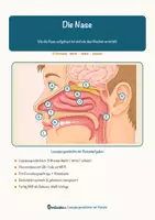 Vorschau - Arbeitsblätter - Die Nase – Lesespurgeschichte mit Rätselaufgaben (Klasse 8) - Seite 2