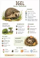 Vorschau - Arbeitsblätter - Lernposter + Arbeitsblatt "Igel" + Onlineübung & MP3 + Mindmap + Infografik - Deckblatt