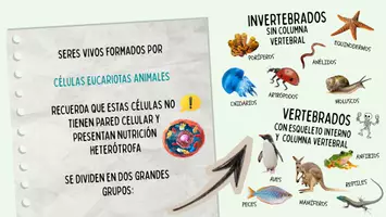 Vista previa - Refuerzo / NEE / Materiales de apoyo - PRESENTACIÓN REINO ANIMAL 1ºESO - página 3