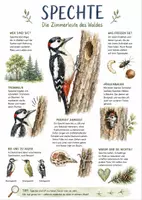 Vorschau - Arbeitsblätter - Lernposter + Arbeitsblatt "Spechte" + Onlineübung & MP3 + Mindmap + Infografik - Deckblatt