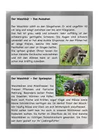 Vorschau - Text - Lesekartei Waschbär, Lesetext - Seite 3