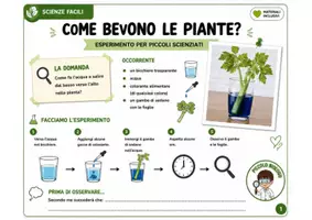 anteprima - Esperimenti - Scienze - esperimento: "Come bevono le piante?" - Pagina 1